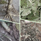 🔥🌿 Hosszantartó Növénytáp Rúd – Kiegyensúlyozott NPK a Gyökerekhez, Levelekhez és Virágokhoz! 🌱🌼