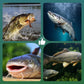 🎣 Nagy felhajtóerejű, úszó típusú horog – természetesen lebeg, pillanatok alatt kapás! 🐟💧 A csalit az optimális mélységben tartja – több kapás, kevesebb várakozás. 🔴⚡